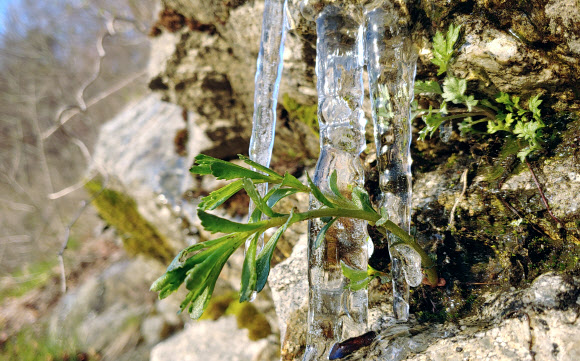 꽃샘추위가 기승을 부린 22일 아침 강원 강릉과 평창을 연결하는 대관령 도로변의 야생 식물에 고드름이 달려 있다. 2020.4.22  연합뉴스