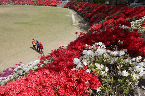 22일 오후 영산홍이 만개한 광주 북구 동강대학교 교정에서 시민들이 산책을 즐기고 있다. 2020.4.22  연합뉴스