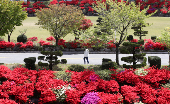 22일 오후 광주 북구 동강대학교에서 한 시민이 붉은 영산홍이 만개한 교정 주변을 산책하고 있다. 2020.4.22  연합뉴스
