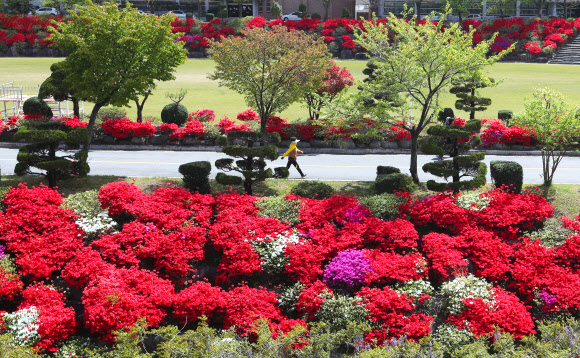 22일 오후 광주 북구 동강대학교에서 한 시민이 붉은 영산홍이 만개한 교정 주변을 산책하고 있다. 2020.4.22  연합뉴스