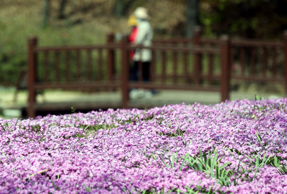 봄꽃 감상하며 수목원 산책