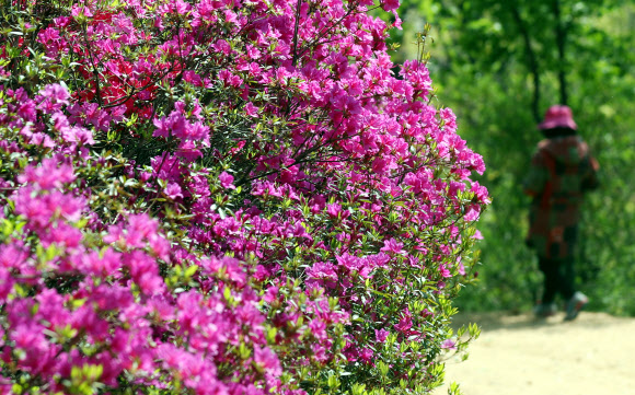 봄꽃 감상하며 수목원 산책