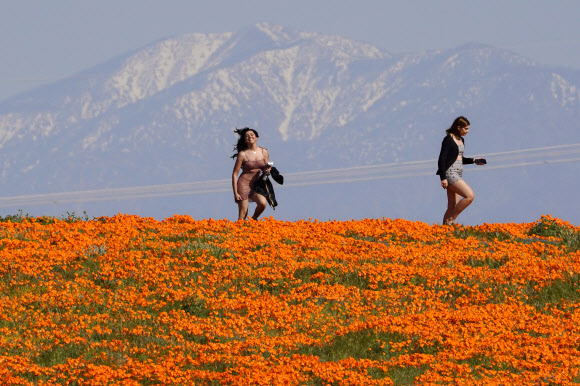 신종 코로나바이러스 감염증(코로나19)의 세계적 대유행이 계속되고 있는 가운데 24일(현지시간) 미국 캘리포니아주 랭커스터에서 시민들이 꽃이 핀 언덕을 지나며 자연을 즐기고 있다. AP 연합뉴스