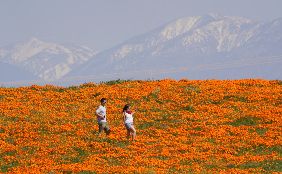 신종 코로나바이러스 감염증(코로나19)의 세계적 대유행이 계속되고 있는 가운데 24일(현지시간) 미국 캘리포니아주 랭커스터에서 시민들이 꽃이 핀 언덕을 지나며 자연을 즐기고 있다. AP 연합뉴스
