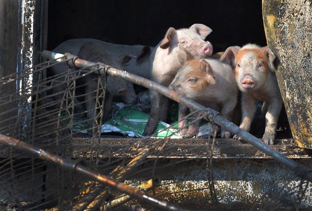 지난 25일 오후 남후면 고하리의 한 양돈 농가가 잿더미로 변한 가운데 어미를 잃은 아기 돼지들이 겁에 질려 있다. 이번 산불로 인근 농가의 돼지 약 800마리가 폐사했다. 안동 뉴스1