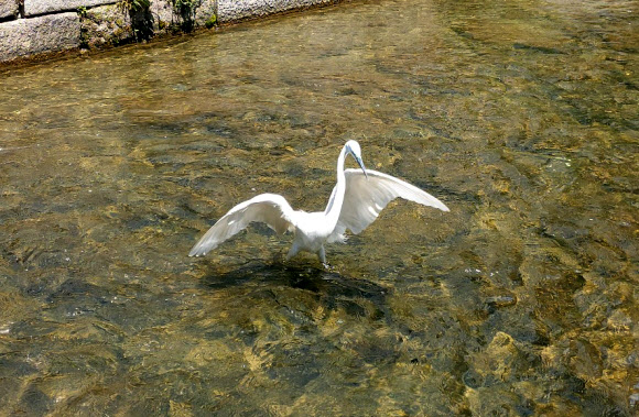 청계천 백로의 점심 공연