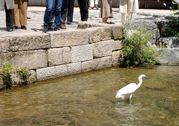 청계천 백로 ‘점심식사’