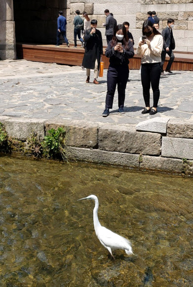 청계천 백로의 점심 공연