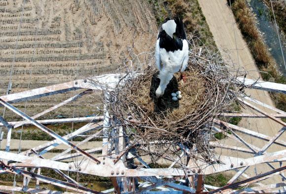 태안 송전탑에 둥지 틀고 알 낳은 황새