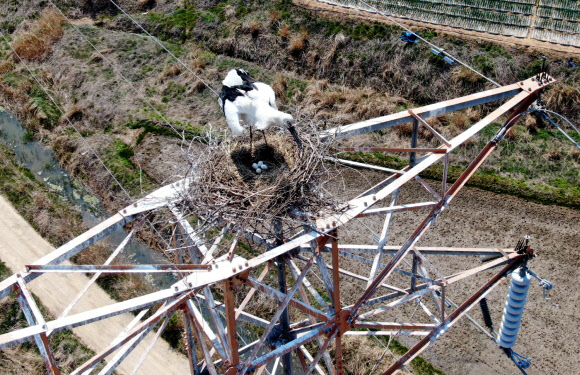 태안 송전탑에 둥지 틀고 알 낳은 황새