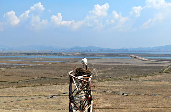 태안 송전탑에 둥지 틀고 알 낳은 황새
