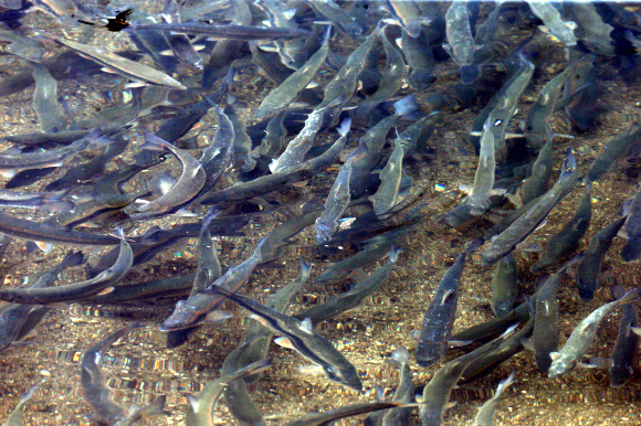 양양 남대천 황어떼