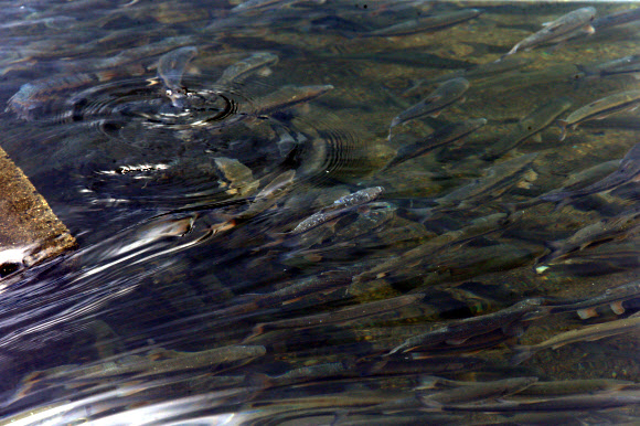 하천으로 올라오는 황어