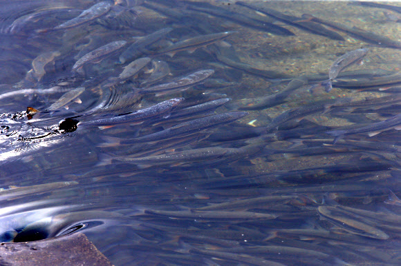 하천으로 올라오는 황어