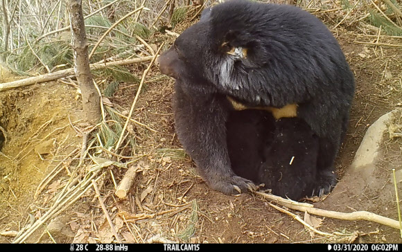 새끼에게 젖 먹이는 반달가슴곰