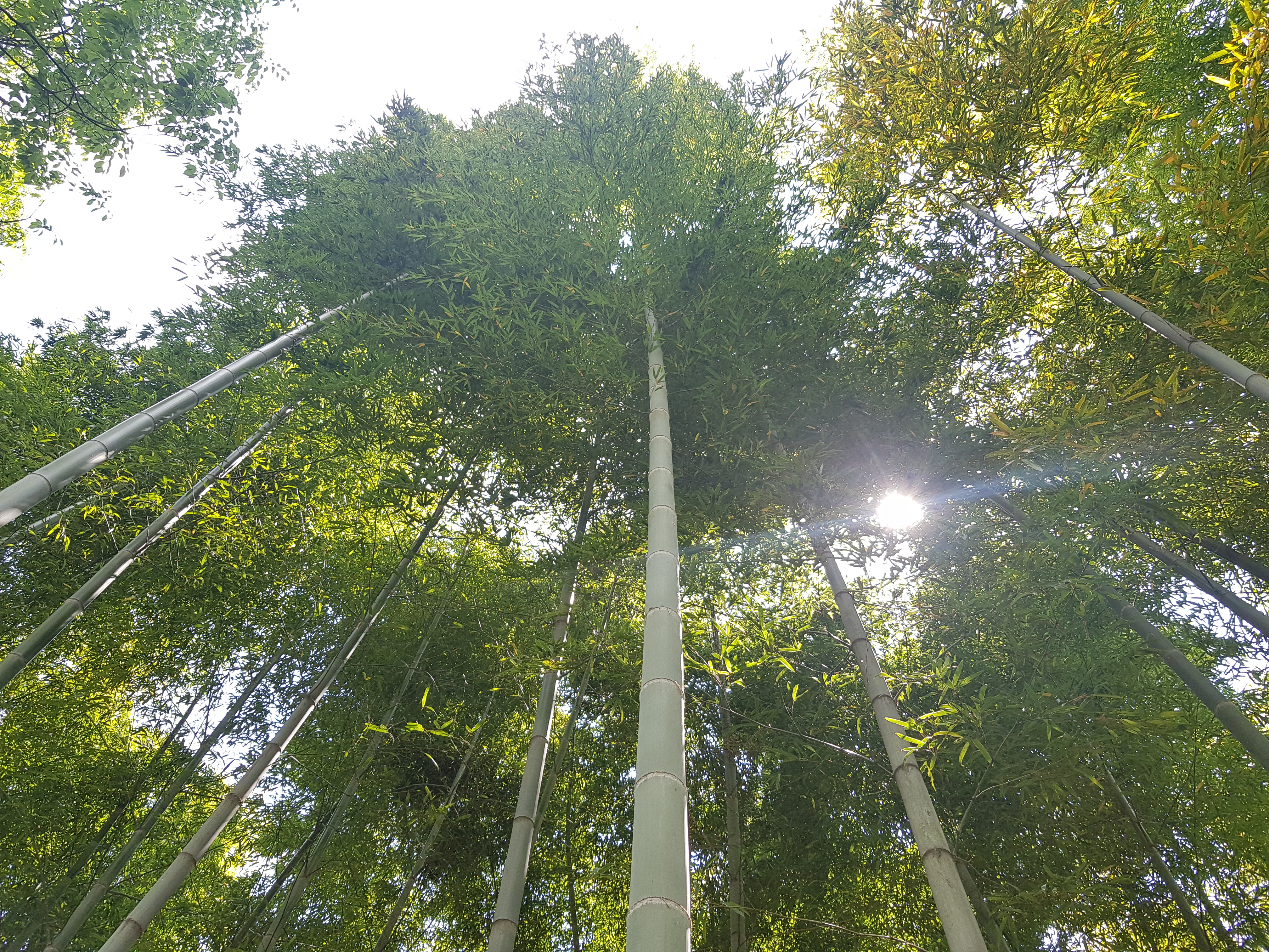 대나무숲 1㏊(6200그루)의 이산화탄소 흡수량이 연간 33.5t으로 소나무(9.7t)의 3.5배에 달하는 것으로 분석됐다. 국립산림과학원 제공