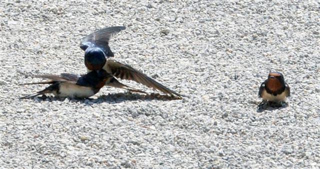 30일 오전 경북 포항시 북구 송라면 보경사 경내에서 제비들이 영역다툼을 하고 있다. 2020.4.30 뉴스1