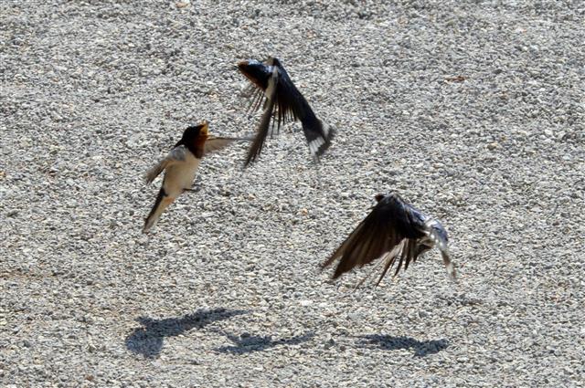 30일 오전 경북 포항시 북구 송라면 보경사 경내에서 제비들이 영역다툼을 하고 있다. 2020.4.30 뉴스1