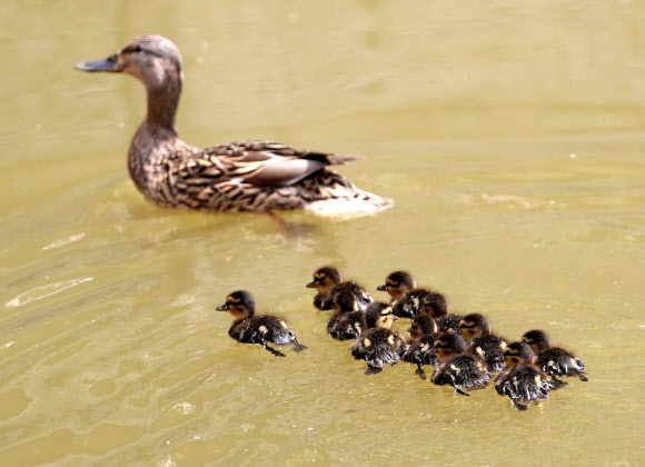 연휴 첫날인 30일 오후 서울 종로구 창덕궁 후원에서 새끼 오리들이 어미 곁에서 헤엄치고 있다. 2020.4.30  연합뉴스