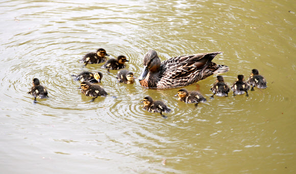 연휴 첫날인 30일 오후 서울 종로구 창덕궁 후원에서 새끼 오리들이 어미 곁에서 헤엄치고 있다. 2020.4.30  연합뉴스