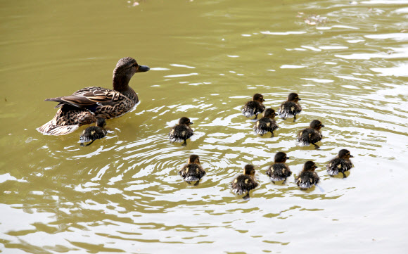 연휴 첫날인 30일 오후 서울 종로구 창덕궁 후원에서 새끼 오리들이 어미 곁에서 헤엄치고 있다. 2020.4.30  연합뉴스