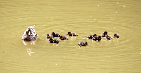 연휴 첫날인 30일 오후 서울 종로구 창덕궁 후원에서 새끼 오리들이 어미 곁에서 헤엄치고 있다. 2020.4.30  연합뉴스