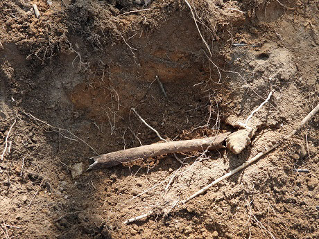국방부가 지난해에 이어 지난달 20일부터 재개한 화살머리고지 일대 우리측 지역 유해발굴에서 유해 총 12점과 유품 총 1천 667점을 발견했다고 1일 밝혔다. 사진은 발견된 허벅지 뼈. 2020.5.1 국방부 제공