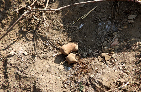 국방부가 지난해에 이어 지난달 20일부터 재개한 화살머리고지 일대 우리측 지역 유해발굴에서 유해 총 12점과 유품 총 1천 667점을 발견했다고 1일 밝혔다. 사진은 발견된 발뒤꿈치 뼈. 2020.5.1 국방부 제공