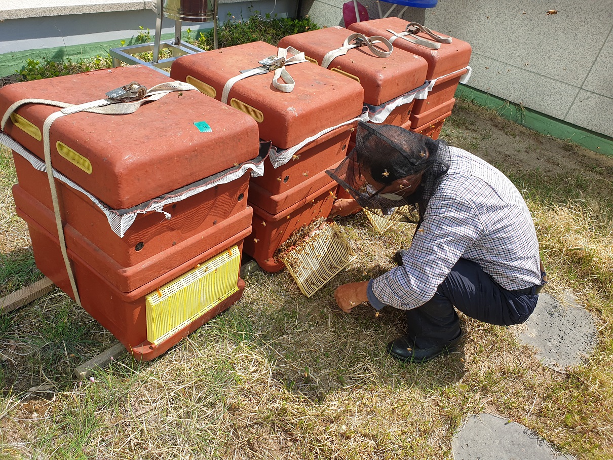 대전시가 시청사 등 옥상에 도시양봉장을 만들어 생산한 꿀을 불우이웃 돕기와 청정 도시 알리기에 활용하고 있다. 대전시 제공