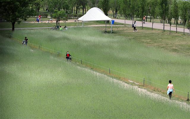 한산한 한강 청보리밭