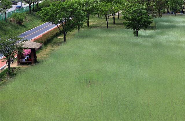 바람에 일렁이는 초록물결