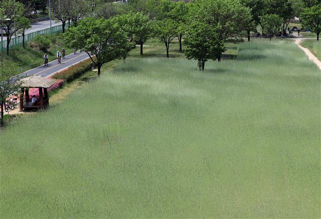 초록물결 청보리밭