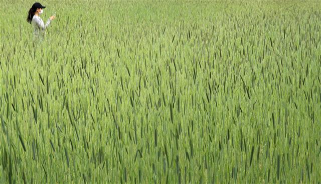 이른 더위 ‘일렁이는 초록물결’