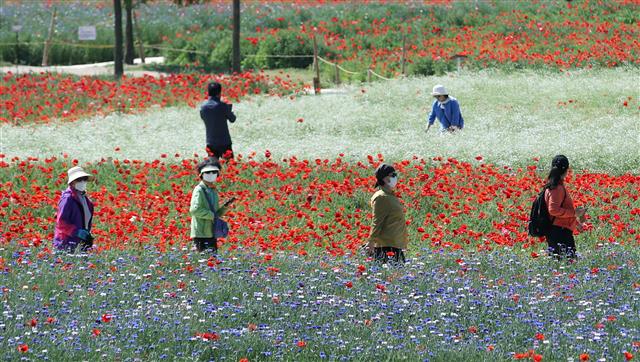 꽃 구경도 ‘거리 두기’