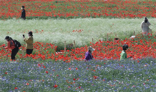 ‘거리 두고 꽃 구경’