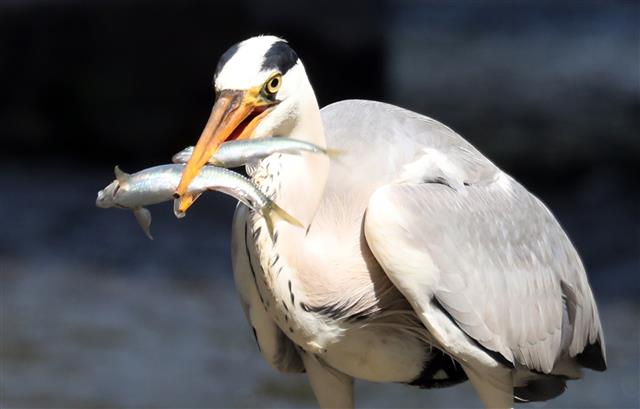 [수정본] ‘청계천의 포식자’