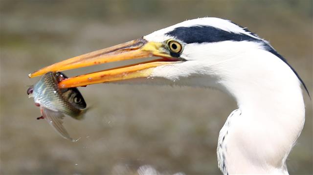 ‘청계천 피라미 맛있네’