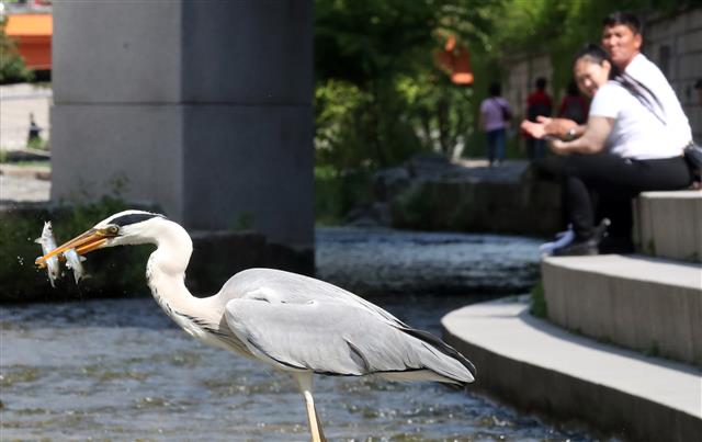 ‘인간과 생태계가 하나인 청계천’