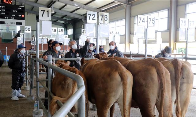‘코로나 사태 후 처음 열린 제주 가축시장’