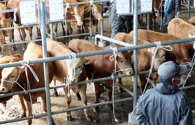 ‘일상 되찾은 가축시장’