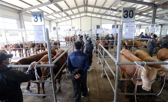 활기 되찾은 가축시장