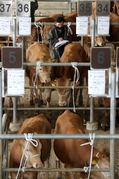 제주축협 가축시장 3개월 만에 재개장
