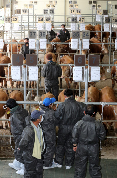 제주축협 가축시장 3개월 만에 재개장