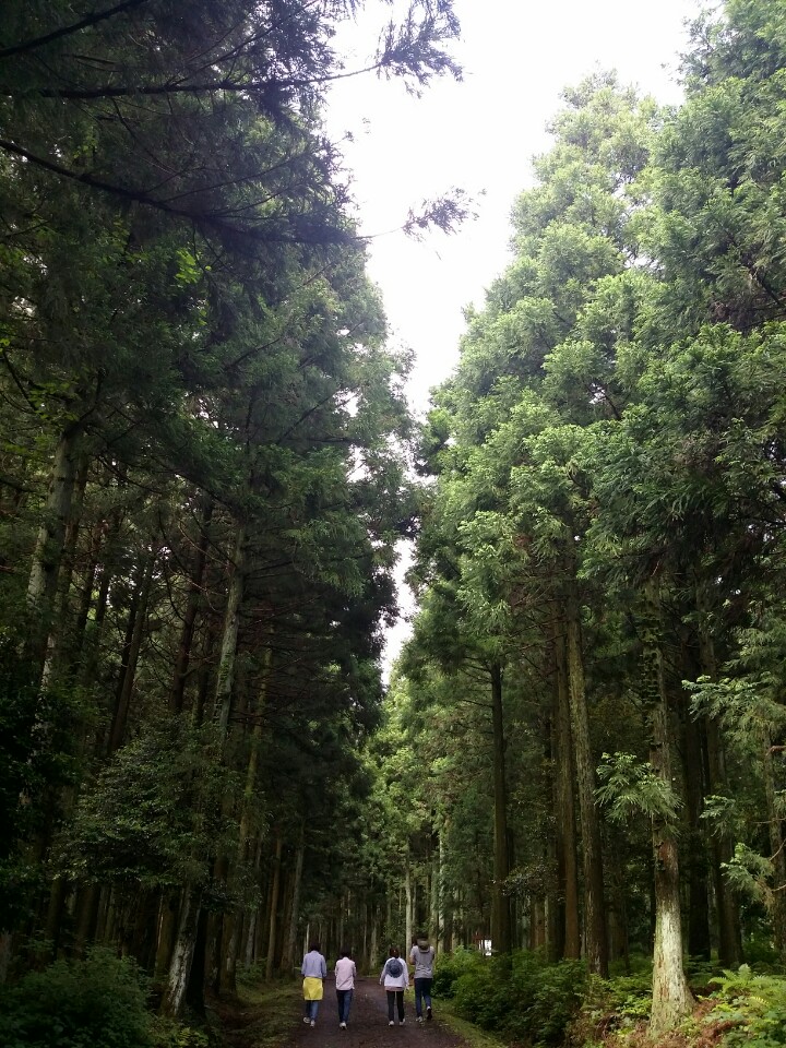제주 주민들이 선호하는 생태자산 중 하나인 사려니숲길. 산림청 제공