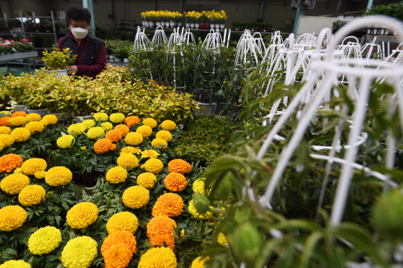 경기 용인시 용인석화화훼유통센터에서 관계자가 도매시장과 대형마트로 갈 꽃들을 정리하고 있다.