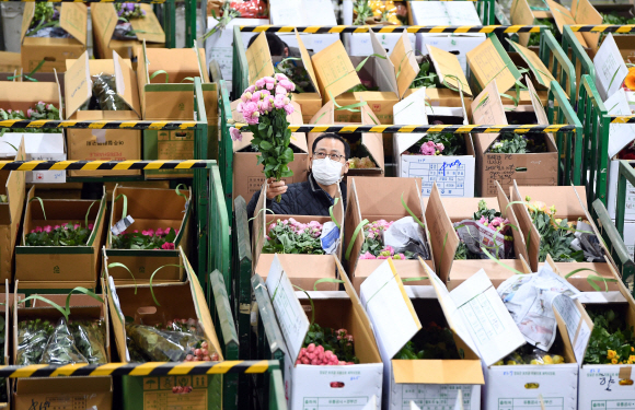 서울 서초구 양재동 aT화훼공판장에서 열린 절화 경매 시작에 앞서 중도매인이 경매에 부쳐질 꽃들을 살펴보고 있다.
