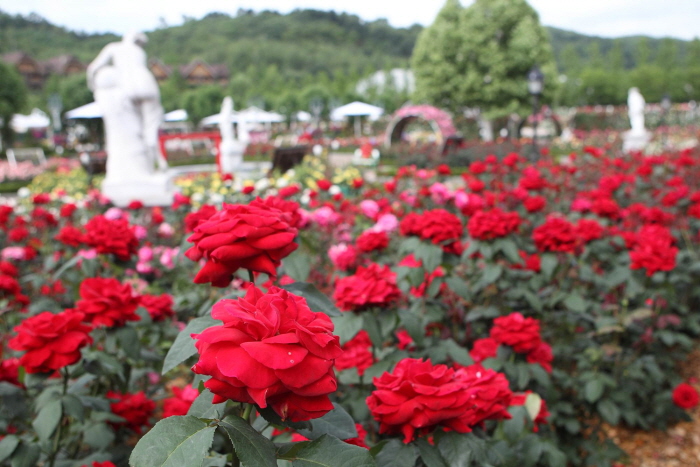 에버랜드 장미축제. 사진=한국관광공사