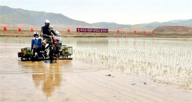 북한 노동당 기관지 노동신문은 12일 황해남도 은률군 장련협동농장에서 모내기를 하는 노동자의 사진을 게재하며 황해남도 지역의 모내기 시작을 알렸다. 신문은 “(황해남도의) 일꾼들과 농업 근로자들은 모내기를 제철에 질적으로 끝내기 위해 헌신하고 있다”라고 전했다. 평양 노동신문=뉴스1