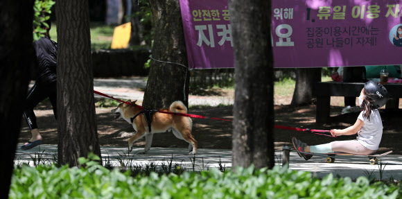 강아지와 함께 즐거운 보드썰매