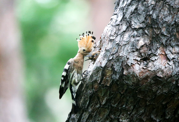 먹이 주는 후투티
